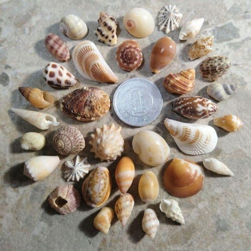 Natural sea shell - shell, chan