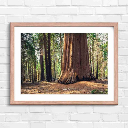 Massive redwood tree - massive,