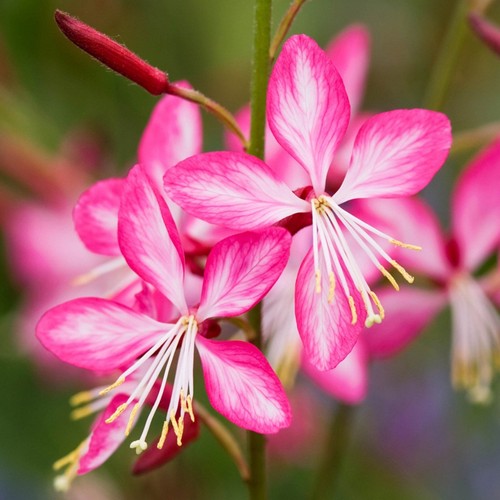 Gaura rosyjane plug - , plants