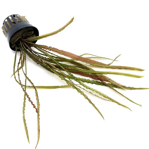 Cryptocoryne retrospiralis - cryptocoryne,