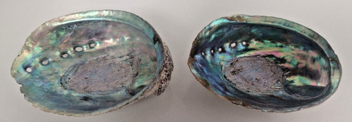 Abalone shells natural - 2,