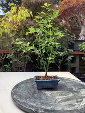 Japanese Maple Acer Palmatum