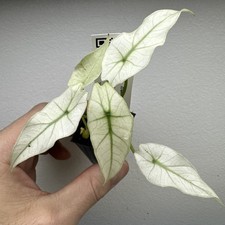 Alocasia Simpo Full Mint