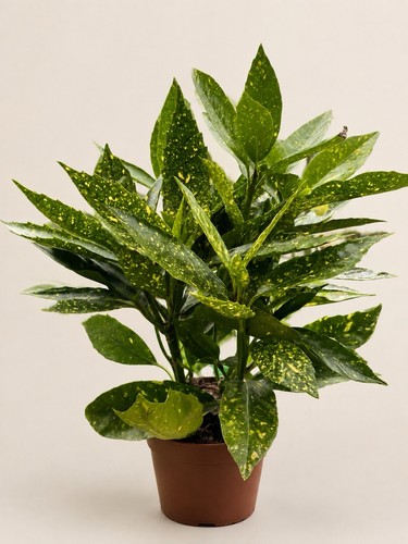 Aucuba japonica - 2, x