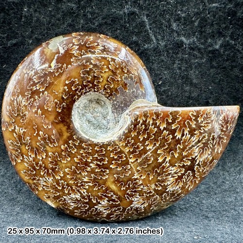 Polished ammonite large - ammonite,,