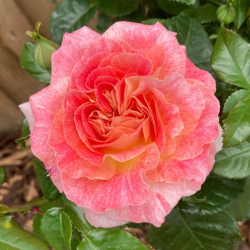 Patio rose pamela - pamela's, gift