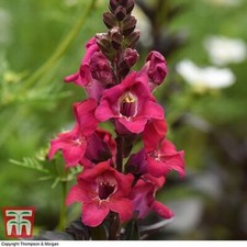Thompson & Morgan Antirrhinum Mini Cherry Cola Garden Seed Half-hardy Annual