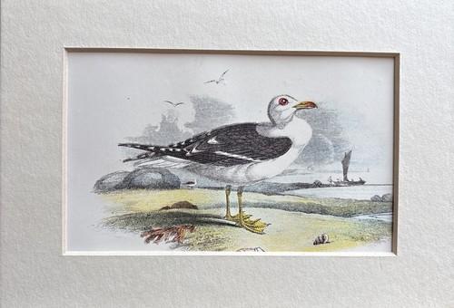 Antique lesser black gull - lesser,