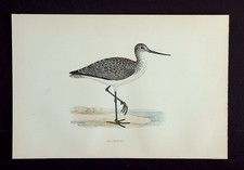 GREENSHANK, original antique