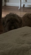 TWO SHITZU DOGS