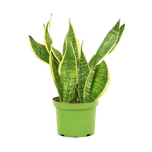 Plant nook snake - nook,