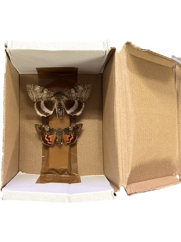 Taxidermy butterfly moth - butterfly,