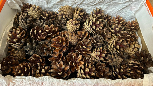 100 natural pine fir - pine,