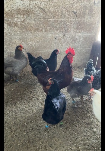 Fertile hatching eggs - hatching,
