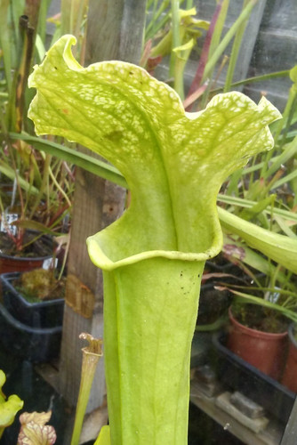 Sarracenia moorei leuco - x, (leuco