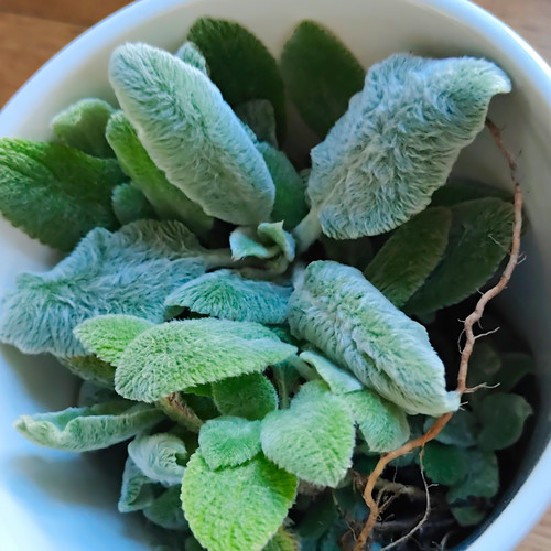 Lamb ear potted - lamb's,