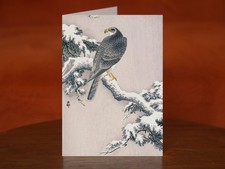 Goshawk snow covered pine - goshawk, on