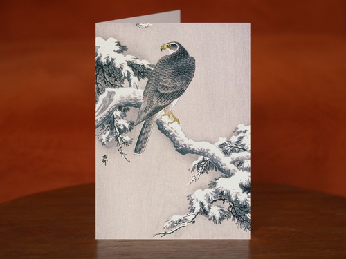 Goshawk snow covered pine - goshawk,