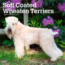Soft Coated Wheaten Terriers 2026 12x24" (Hanging) Wall Calendar | Plastic-Free