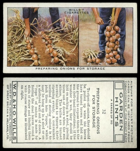 Preparing onions for storage - preparing,