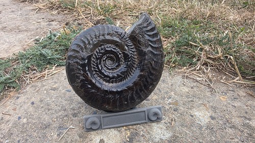Hildoceras ammonite matrix - ammonite,
