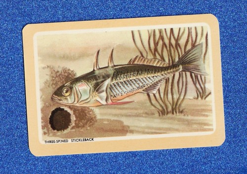 Vintage woolworths fish - vintage,