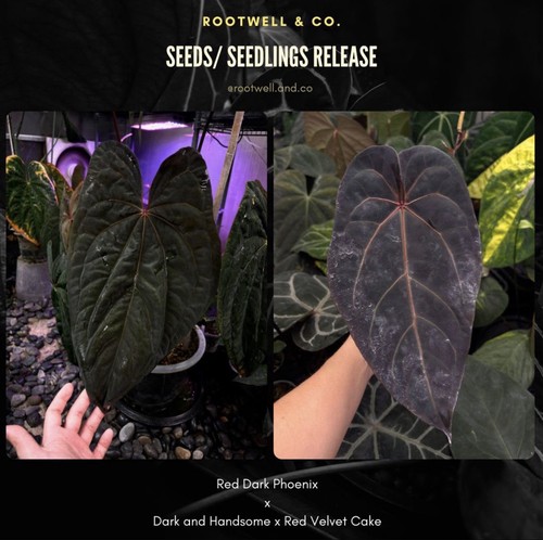 Anthurium rvdp dark - (,