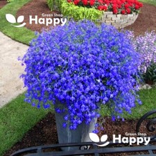 TRAILING LOBELIA MID BLUE - 7000 SEEDS - Lobelia erinus pendula - BALCONY FLOWER