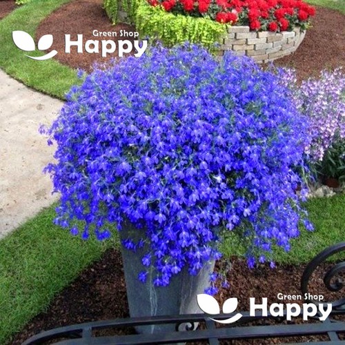 Trailing lobelia mid blue - trailing,