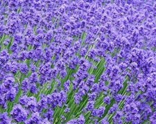 12 x Munstead  & Hidcote
