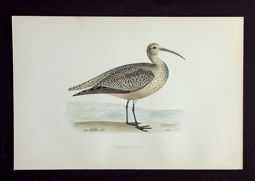 Eskimo curlew original - eskimo,