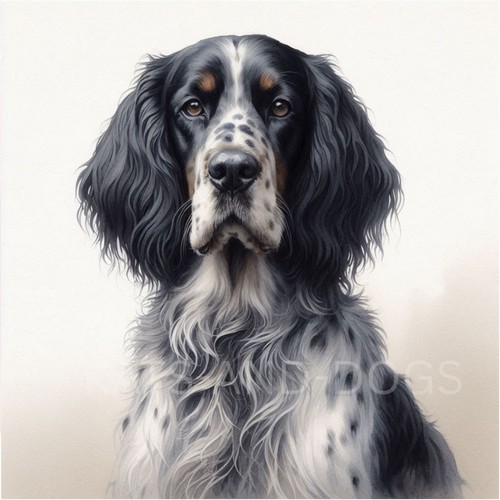 English setter dog watercolour - english,