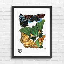 Vintage Botanical Butterfly