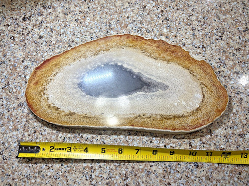 Polished petrified palm wood - palm,