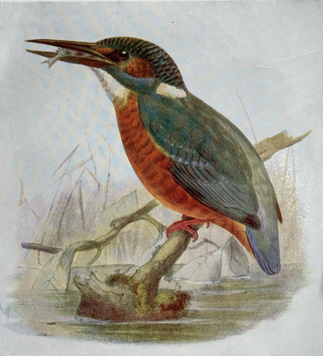 Kingfisher birds of britain - of,