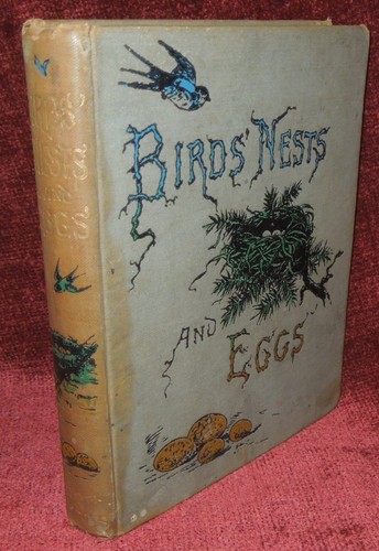 Birds nests and eggs rev - birds, by