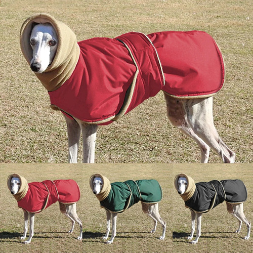 Winter pet dog high - winter, collar