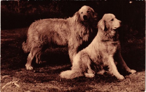 Cpa kuvasz dogs - kuvasz,