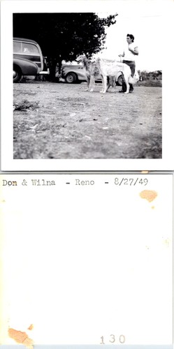 1949 borzoi russian wolfhound - 1949,