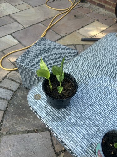 Multi stem turmeric