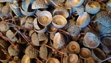 200 Acorn Cups from Mature