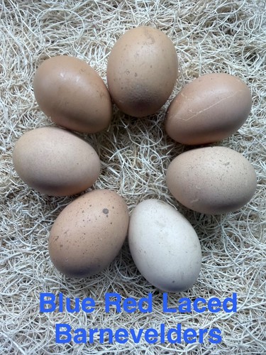 Npip clean blue - npip/ai, red