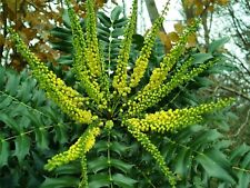 Mahonia x media Winter Sun - Oregon Grape - Plant in 2 L Pot