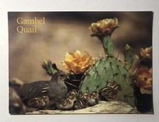Postcard - Gambel Quail and