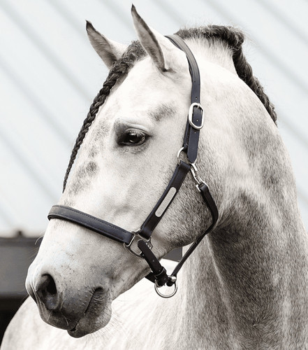 Equilibrium stellar headcollar - stellar,