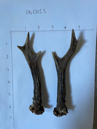 Matching set roe buck - matching, of