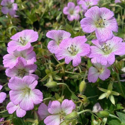 Hardy geranium yoshinio - hardy,
