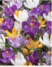 30 mixed Crocus Bulbs, Spring