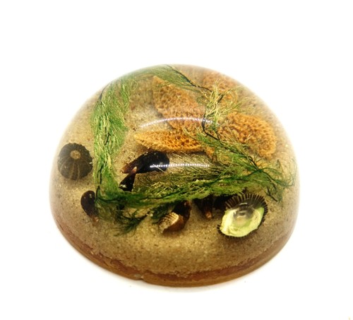 Vintage lucite seashell - lucite,