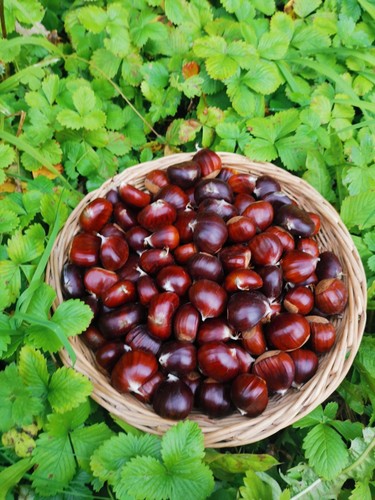 Chestnuts sweet organic - chestnuts,